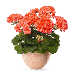 Artificial Flowers Shopping