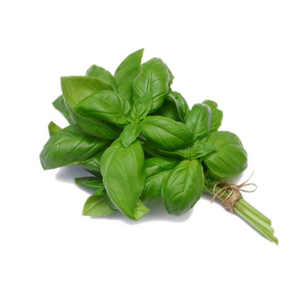 Fresh Basil 1 Pot