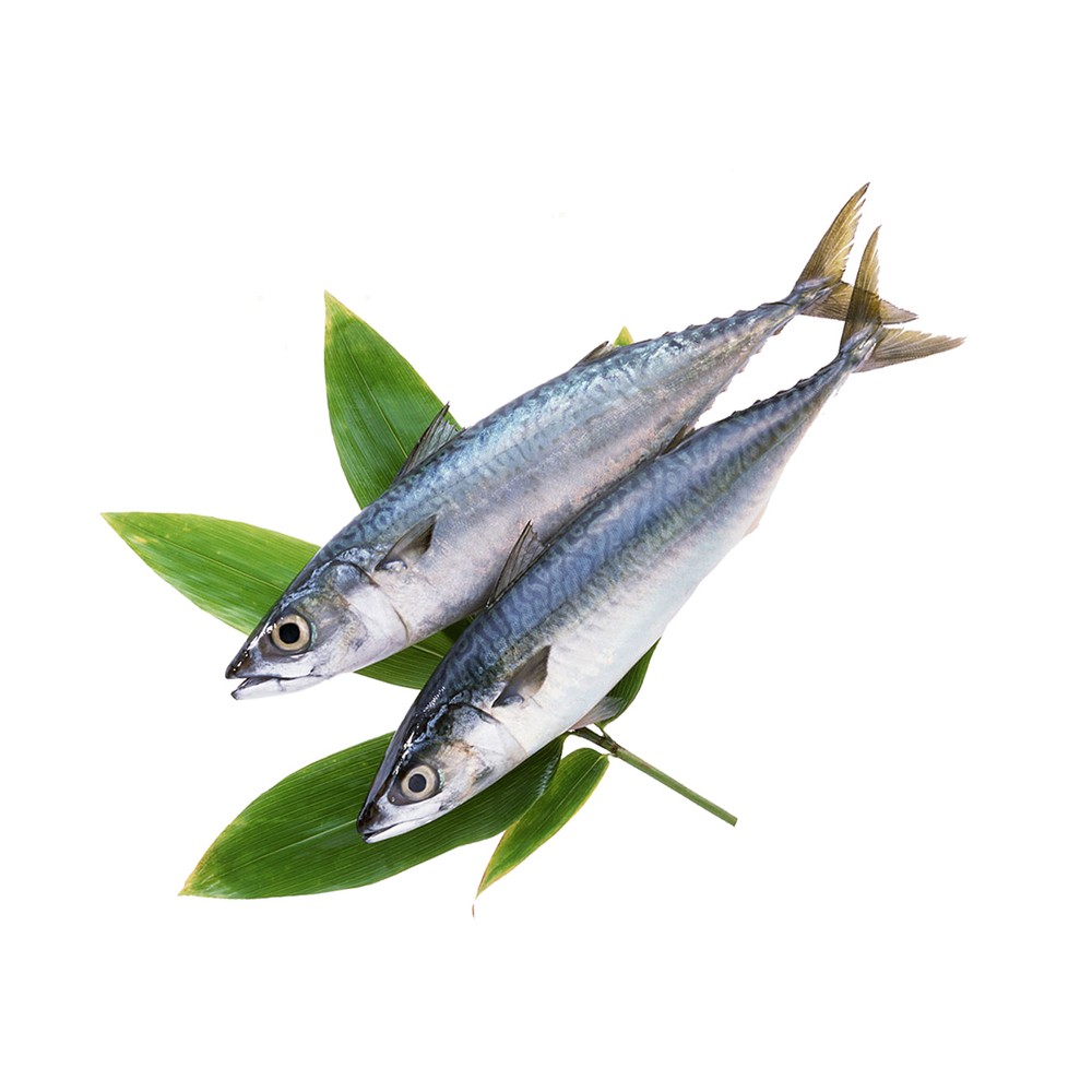 Mackerel Big
