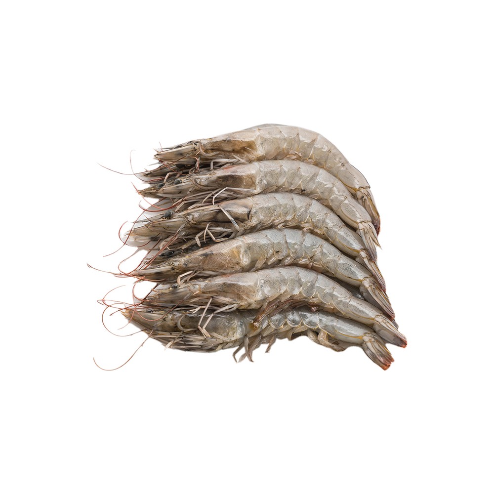 Shrimps Medium