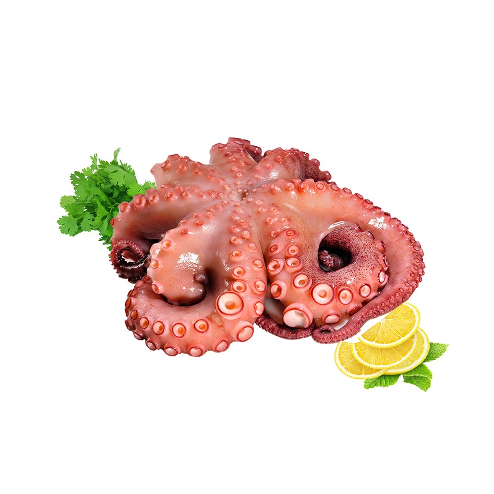 Octopus Fish