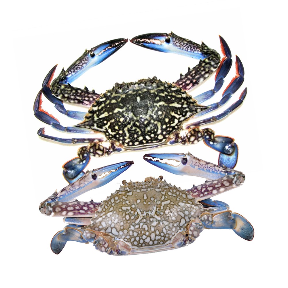Large Crab